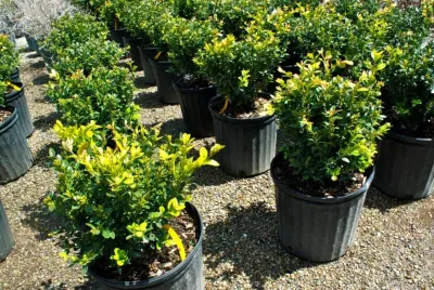Margolis Companies - Tree & Shrub Care in Superior Charter Township, MI