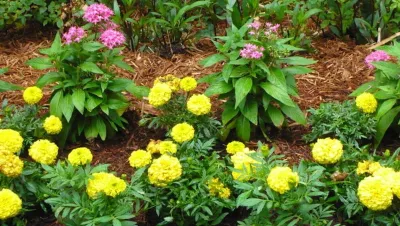 Palmetto Coastal Landscaping & Hardscapes - Garden Remodeling in Hilton Head Island, SC
