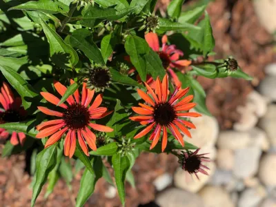 Mountain View Low Water Pollinator Garden — Landscape Construction project by Paradise Garden & Landscape