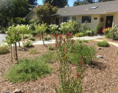 Paradise Garden & Landscape - Tree & Shrub Care in San Jose, CA