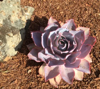 Paradise Garden & Landscape - Tree & Shrub Care in San Jose, CA
