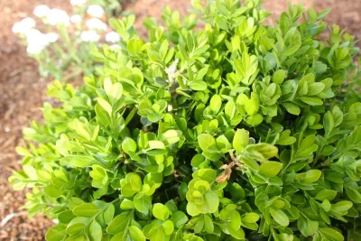 Pazmany Bros. Landscaping - Tree & Shrub Care in Los Altos, CA