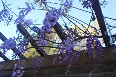 Pazmany Bros. Landscaping - Tree & Shrub Care in Los Altos, CA