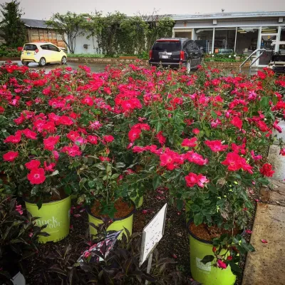 Margolis Companies - Tree & Shrub Care in Superior Charter Township, MI
