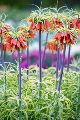 Spring Bulbs by Peter Atkins And Associates., LLC