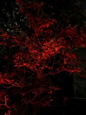 Color Changing Bulbs — Landscape Construction project by Pfeifer Landscaping