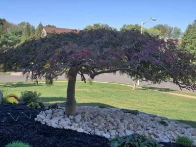 Replacing 15 Year Old Landscaping - Manalapan, NJ — Landscape Construction project by Picture Perfect Landscaping & Outdoor Construction