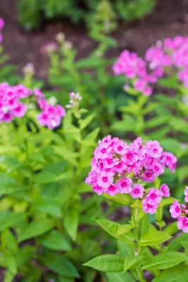 Pinehurst Landscape Company, Inc - Landscape Maintenance in Glen Arm, MD