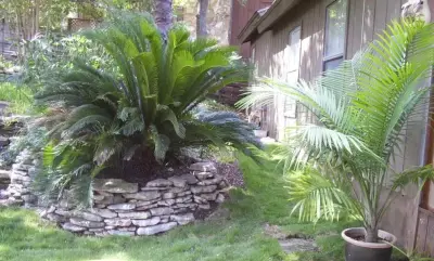 Alamo Arbor Design - Fence Installation in San Antonio, TX