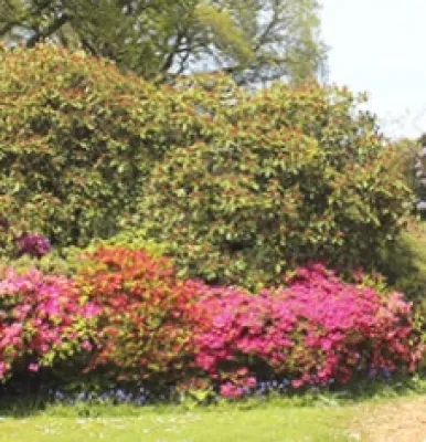 Plastino & Son Landscape Contractors - Lawn Aeration in Brooklyn, NY
