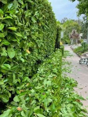 Matias Landscaping - Tree & Shrub Care in Oakland, CA