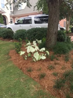 Front Yard Sod & Beds by Prados Landscapes LLC