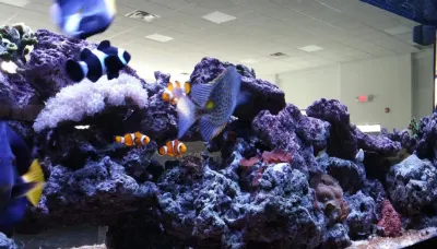 Premier Aquariums - Landscape Construction in Stanhope, NJ