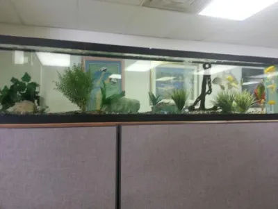 Premier Aquariums - Landscape Construction in Stanhope, NJ