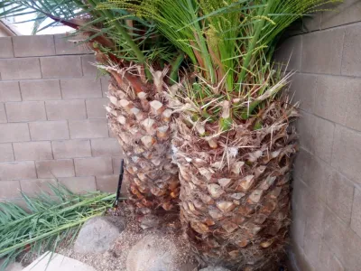 PRO Natural Landscape LLC - Tree & Shrub Care in El Mirage, AZ