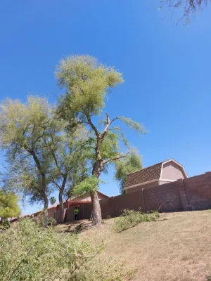 PRO Natural Landscape LLC - Tree & Shrub Care in El Mirage, AZ