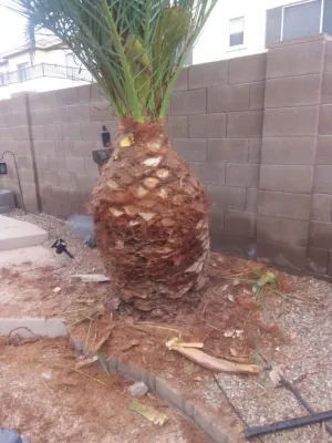 PRO Natural Landscape LLC - Tree & Shrub Care in El Mirage, AZ