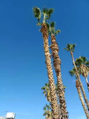 PRO Natural Landscape LLC - Tree & Shrub Care in El Mirage, AZ
