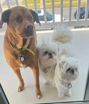 Furniture, Fabrics, and Products for Pet Owners — Interior Design & Decorating project by By The Sea Home Decor