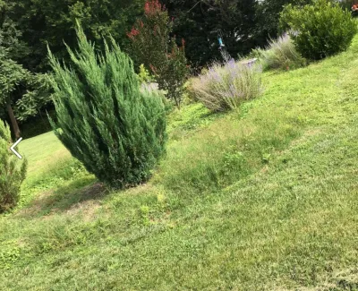 Pro Ridge Landscapes - Tree Planting & Transplanting in Oak Ridge, NC