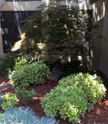 Professional Image Landscaping - Garden Remodeling in Roseville, CA