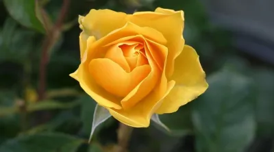 Sensible Gardening: Tips for Planting and Upkeep of Roses — Landscape Construction project by Prunin Arboriculture & Landscape