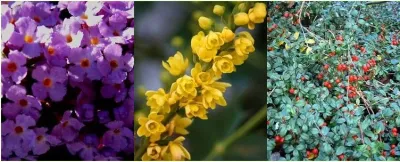 Selecting the Best Evergreen Shrubs for Your Yard — Landscape Construction project by Prunin Arboriculture & Landscape