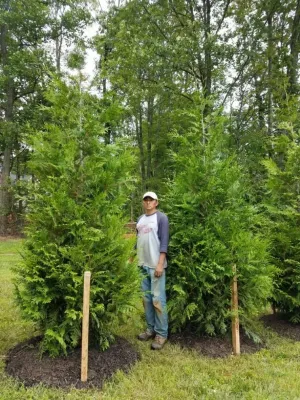 Pryor's Nursery - Landscape Construction in Damascus, MD
