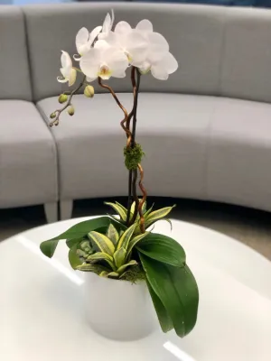 Interior and Exterior Flowering Planters — Landscape Construction project by Raimondi Hort Grp | The Little Flower Shoppe