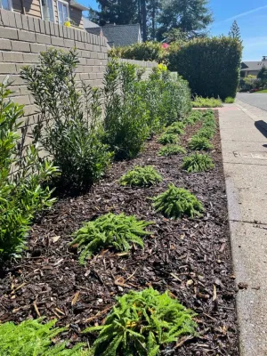 Matias Landscaping - Tree & Shrub Care in Oakland, CA