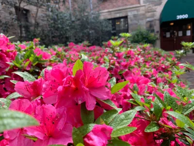 Rasevic Landscape Company - Landscape Maintenance in Ijamsville, MD