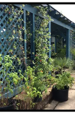 Texas Premier Nursery Makeover — Interior Design & Decorating project by Jane Owen Interior Design