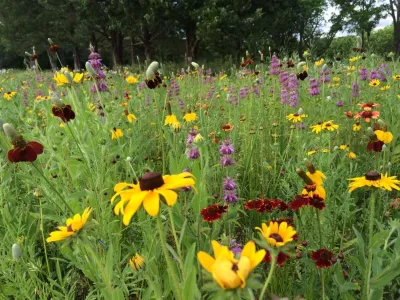 Reed Dillon & Associates - Landscape Construction in Lawrence, KS