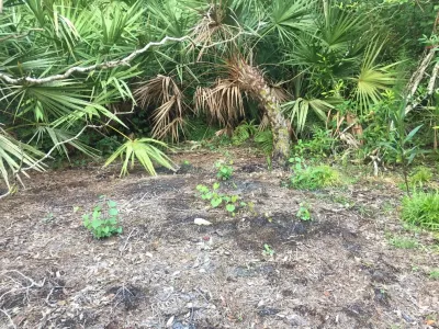 Pocket Garden — Landscape Construction project by Reep Lawncare & Landscaping in Saint Augustine