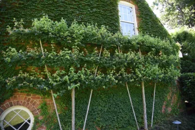Ruppert Nurseries, Inc. - Tree & Shrub Care in Laytonsville, MD