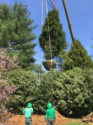 Ruppert Nurseries, Inc. - Tree & Shrub Care in Laytonsville, MD