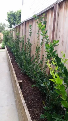 PORT BRISTOL CIR, NEWPORT BEACH, CA — Landscape Construction project by Ryan Burress - Landscape Design & Build in Newport Beach