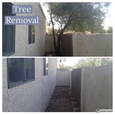 Tree Removal — Landscape Construction project by Saguaro Landscaping And Pool Service LLC. in Gilbert