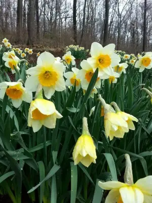 Diverse Flora Arrangements — Deck Building & Repair project by Landmark Horticultural Management