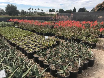 SB Evolution Landscape - Tree & Shrub Care in Santa Barbara, CA