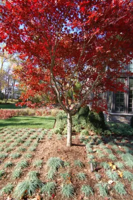 Scape-Abilities - Land Cleaning in Scotch Plains, NJ