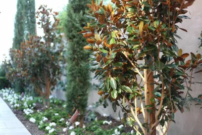 Seed Landcare - Landscape Design in Costa Mesa, CA