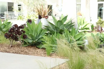 Costa Mesa Maintenance — Landscape Construction project by Seed Landcare in Costa Mesa