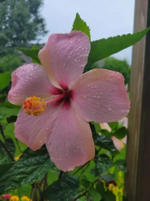 Specific Unique Flowers by Smalls Landscaping