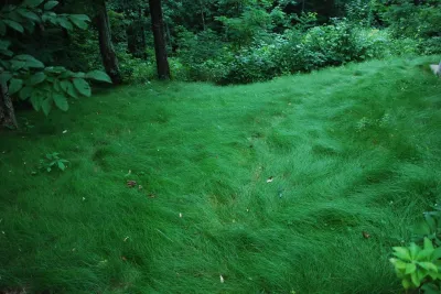 Snow Creek Landscaping, LLC - Landscape Maintenance in Arden, NC
