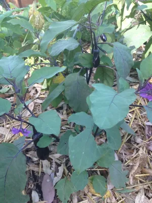 StartOrganic Vegetable Garden Service - Irrigation System Repair in San Jose, CA