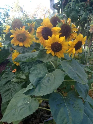 StartOrganic Vegetable Garden Service - Irrigation System Repair in San Jose, CA