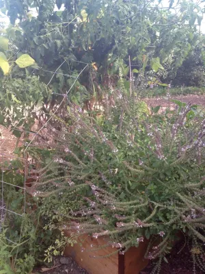 StartOrganic Vegetable Garden Service - Irrigation System Repair in San Jose, CA