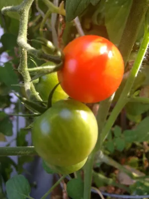 StartOrganic Vegetable Garden Service - Irrigation System Repair in San Jose, CA