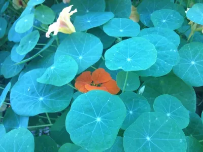 StartOrganic Vegetable Garden Service - Irrigation System Repair in San Jose, CA